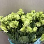 استوما اخضر (5 اغصان)