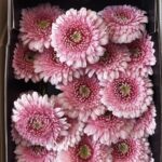 Gerbera pink