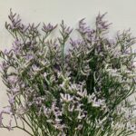 25 غصن - Limonium purpel 2