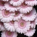 Gerbera bridal kimsey