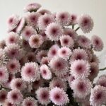 spry chrys baby pink