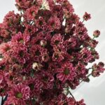 Dusty rose