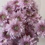 spry chrys pink