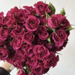 BABY DARK PURPLE