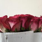 NICOLETTA - Image 2