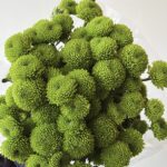 Chrys green