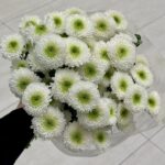 chrys white